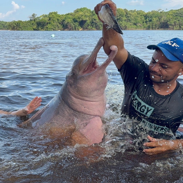 The Amazon River Dolphin (Boto), Amazonia, Brazil